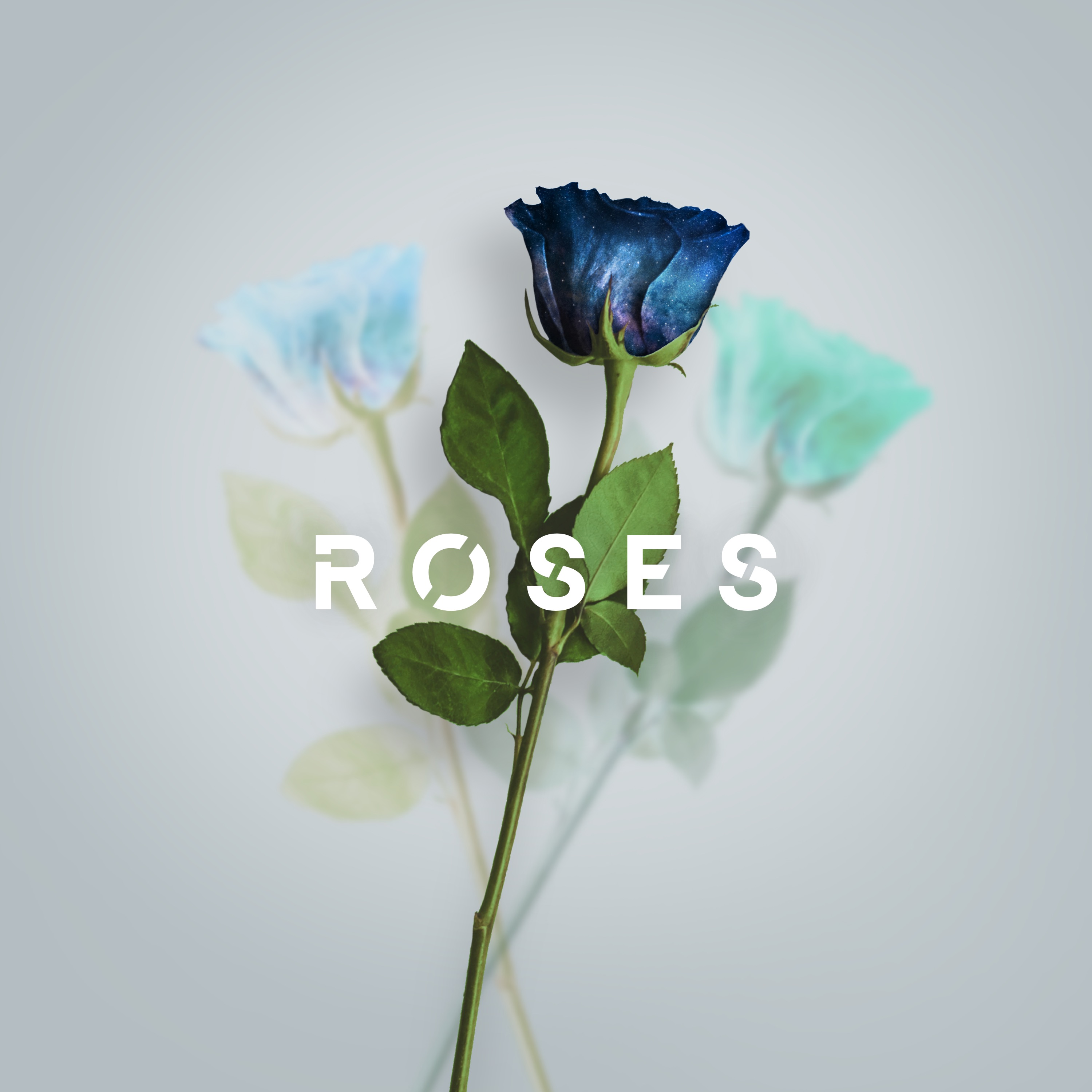 Roses - Daydreamer